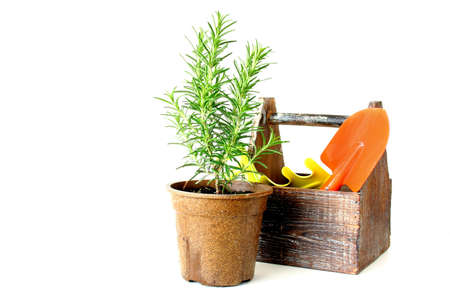 The Herb Rosemary along with garden tools isolated on a white background.の写真素材
