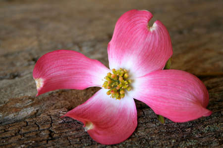 A beautiful pink dogwood bloom on an old piece of wood for a textured background.の写真素材