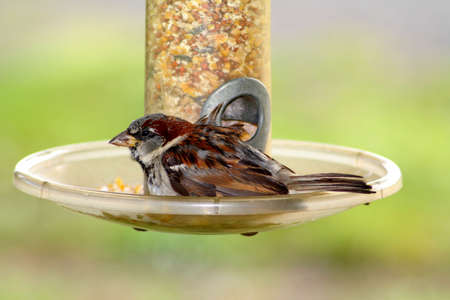 A  Sparrow sitting at the bottom of a bird feeder.の写真素材