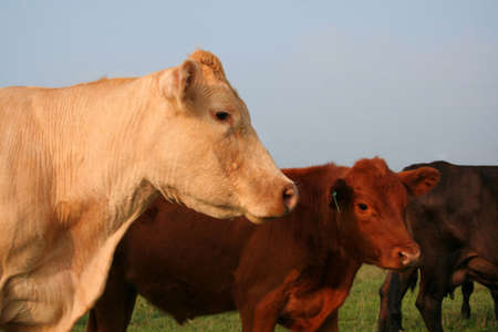 Side view of a cow with another cow looking at camera in the background.