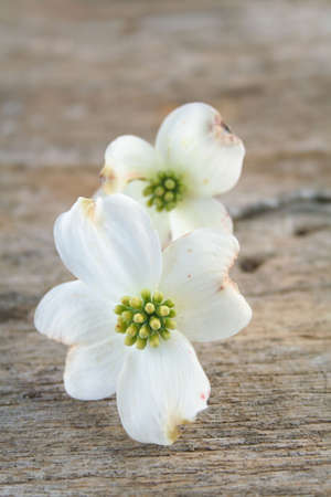 White Dogwood blooms on a piece of wood and shot with a shallow depth of field and selective focus.の写真素材