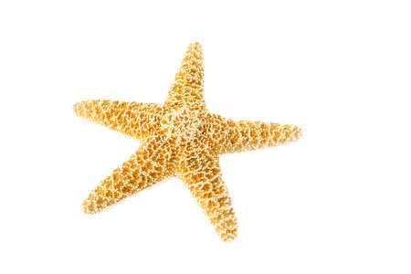 Starfish isolated on a white background with room for text.の写真素材