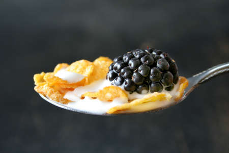 Spoonful of cereal with milk and a blackberry with a shallow depth of field and selective focus. Copy space is available.の写真素材