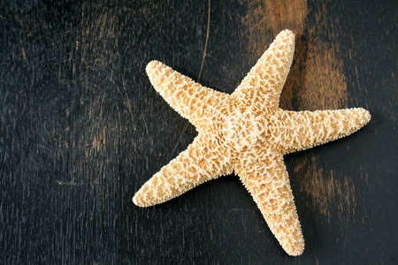Starfish on a dark colored and weathered piece of wood.の写真素材