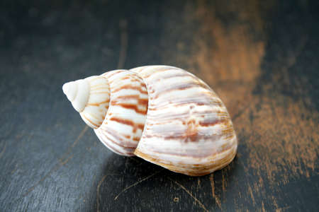 Seashell on an old piece of wood covered in black paint that is weathered for a rustic look.  Room for text.の写真素材