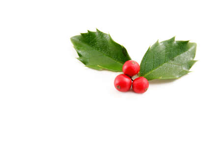 Holly leaves with red berries on a white background with room for your text.の写真素材