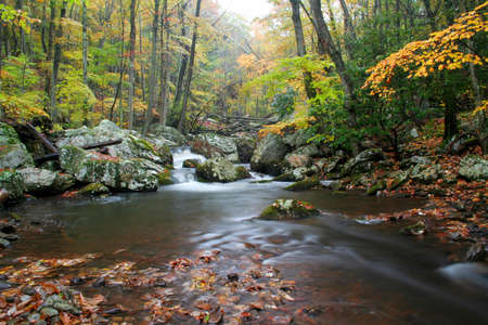 Beautiful rainy day during autumn along a creek in Virginia.の写真素材