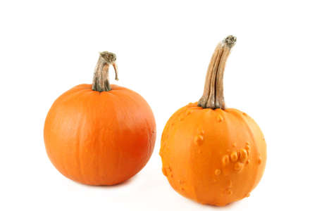 Two pumpkins isolated on a white background with room for your text.の写真素材