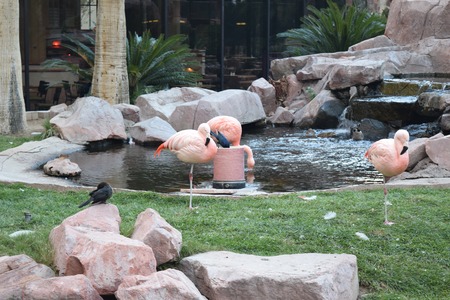 Flamingoの写真素材