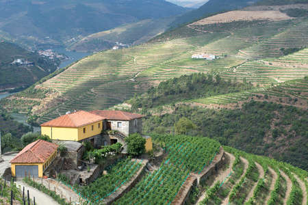 A vineyard sits atop a hill in Portugalâs wine-growing Douro Valley. Douro Valley, Portugal. July 24, 2015.のeditorial素材