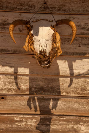 Bull Skull on Barnの写真素材