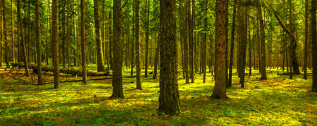 Trees in Banff National Park
