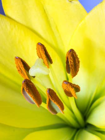 A macro shot of the stamen and stigma of a yellow oriental lilyの写真素材