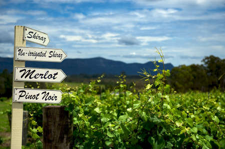 The Vineyardの写真素材