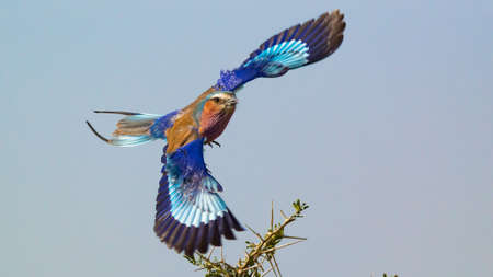 A Lilac-Breasted Roller Flying With Its Wings Spreadの写真素材