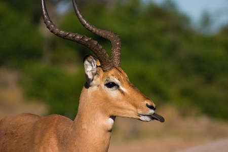 Cheeky Impala sticking tongue out in Chobe National Park Botswanaの写真素材