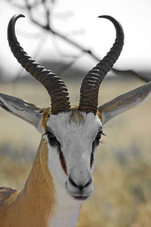 headshot of a springbok in Etosha National Park Namibiaの写真素材