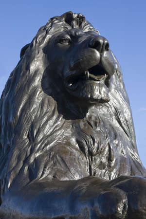 Close up of one of the bronze lions at Trafalgar Square, London, England.の写真素材