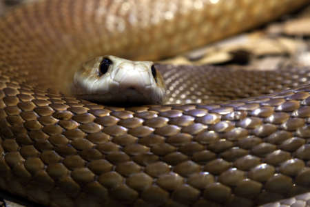 Close up of a Taipan's head and body - One of the most poisonous snakes in Australia.  they have a short temper and will defend themselves with lightening fast strikesの写真素材