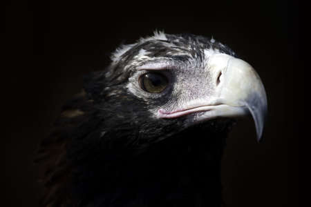 close up of the head of a wedge tail eagle in Australiaの写真素材