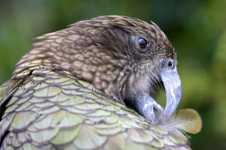 Close up shot of a Kea, a mountain parrot from New Zealand の写真素材