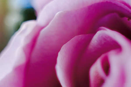 A macro shot of a tightly curled pink roseの写真素材