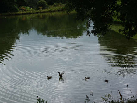 A paddling of ducks create ripples on the lake as one flaps and another divesの写真素材