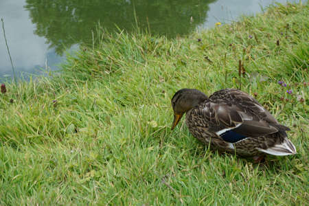 An isolated duck forages along the waterbank of a lakeの写真素材
