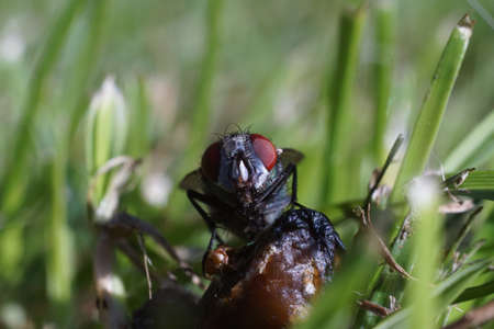 A close up of a green bottle fly feeding amongst the grassの写真素材