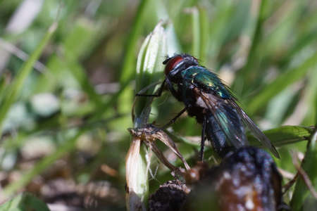 A close up of a green bottle fly resting on the grass after feedingの写真素材