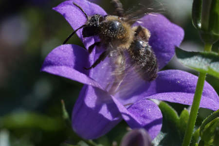 A close-up as a bee takes flight after collecting nectar from a purple bell flowerの写真素材