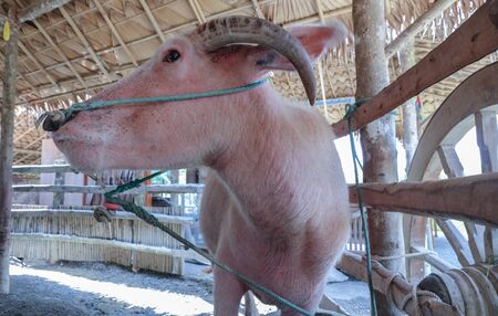 Portrait of a  buffaloの写真素材