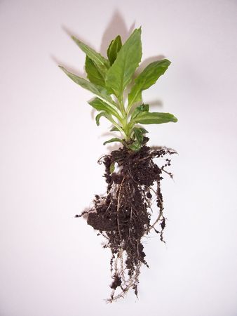 Plant, Roots and soil on a white backgroundの写真素材