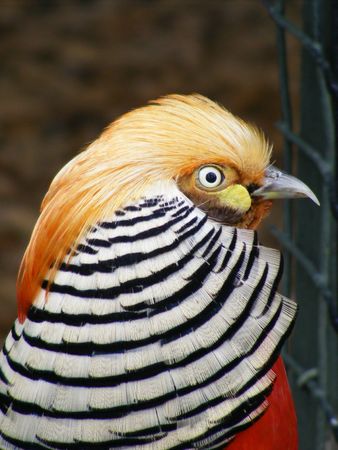 Close up photo of a red golden pheasantの写真素材