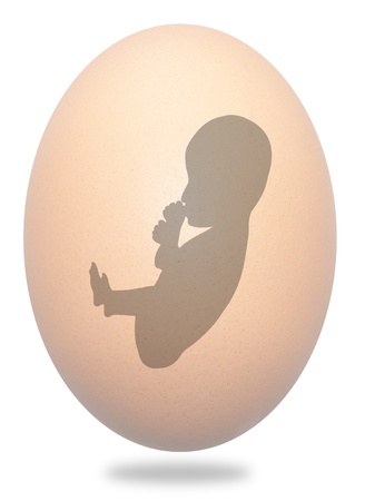 Illustration of a baby Foetus inside an eggの写真素材