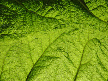 Close up photo of a leafの写真素材