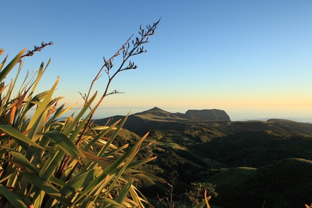 Flax plants in dawn light St Helena Island