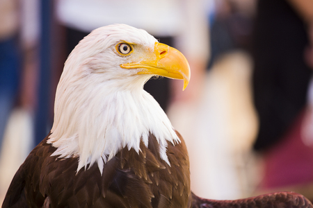 Bald eagle portrait rightの写真素材