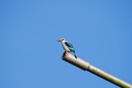Woodland kingfisher (Halcyon senegalensis) perched on a metal postの写真素材