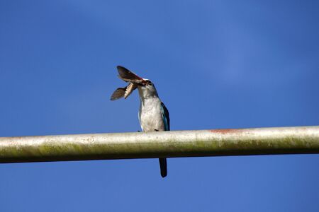 Woodland kingfisher (Halcyon senegalensis) perched on a metal post with tiger moth prey in Entebbe, Ugandaの写真素材