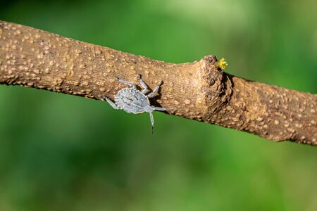 Grey silver Pentatomidae species (commonly known as stink bug, jewel bugs or shield-backed bugs)...