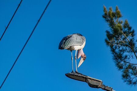 Marabou stork (Leptoptilos crumenifer) standing on a street lightの写真素材