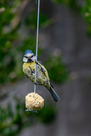 Urban wildlife with a bluetit (cyanistes caeruleus) perched on a garden feederの写真素材