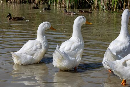 Rear of white pekin ducks (also known as aylesbury or long island ducks) in summerの写真素材
