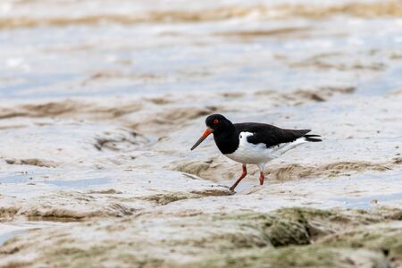 Oystercatcher (Haematopus ostralegus) catching flat worms in the mud flats at Bradwell on Sea, Essexの写真素材