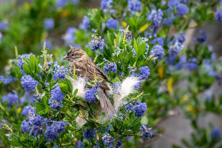 City wildlife with a house sparrow (Passer domesticus) perched amongst discarded cat fur left out for nest buildingの写真素材