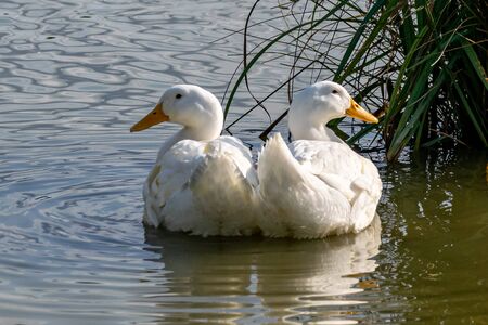 Large white heavy duck also known as America Pekin Duck, Long Island Duck, Pekin or Aylesbury Duck, (anas platyrhynchos domesticus)の写真素材