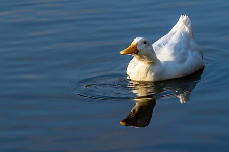 White pekin ducks swimming on still calm lake at sunset twilightの写真素材