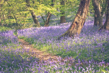 Carpet of bluebell flowers in woodlandの写真素材