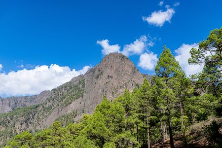 Volcanic landscape and pine forest at astronomy viewpoint Llanos del Jable, La Palma, Canary Islands, Spainの写真素材